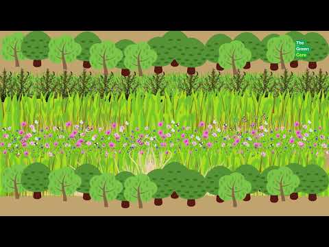 Freshly planted shrubs with thorns; blackthorn|hawthorn | wild rose | common elderberry